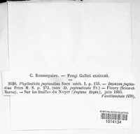 Phomopsis juglandina image